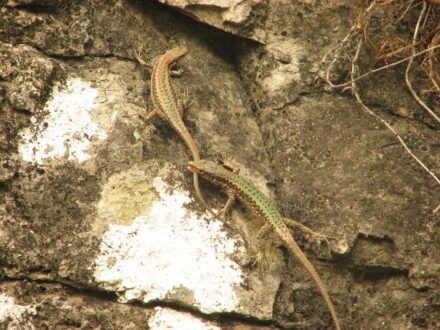 Mountains and diversity: why are there so many lizard species in the Caucasus?